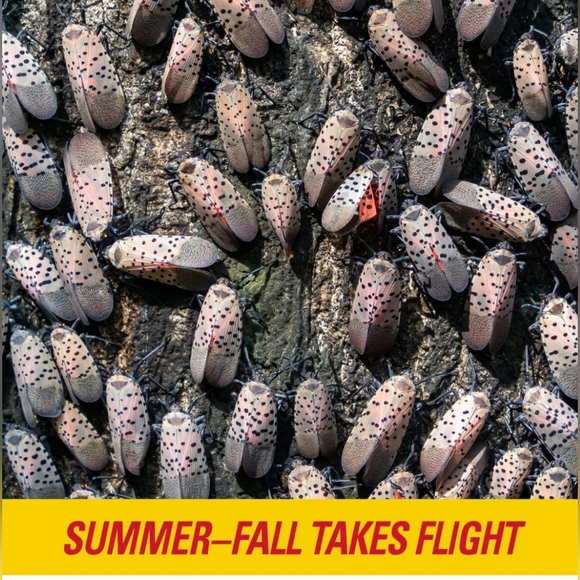 PIC Spotted Lantern Fly Trap, 1 Roll 20ft Roll Each,Flying Insect Trap,Glue Trap - Picture 8 of 11